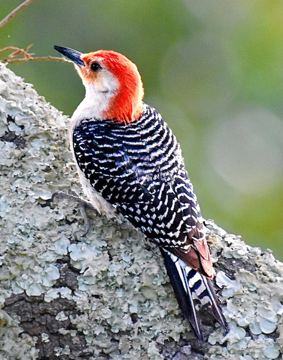 Red-bellied Woodpecker - ML620350041