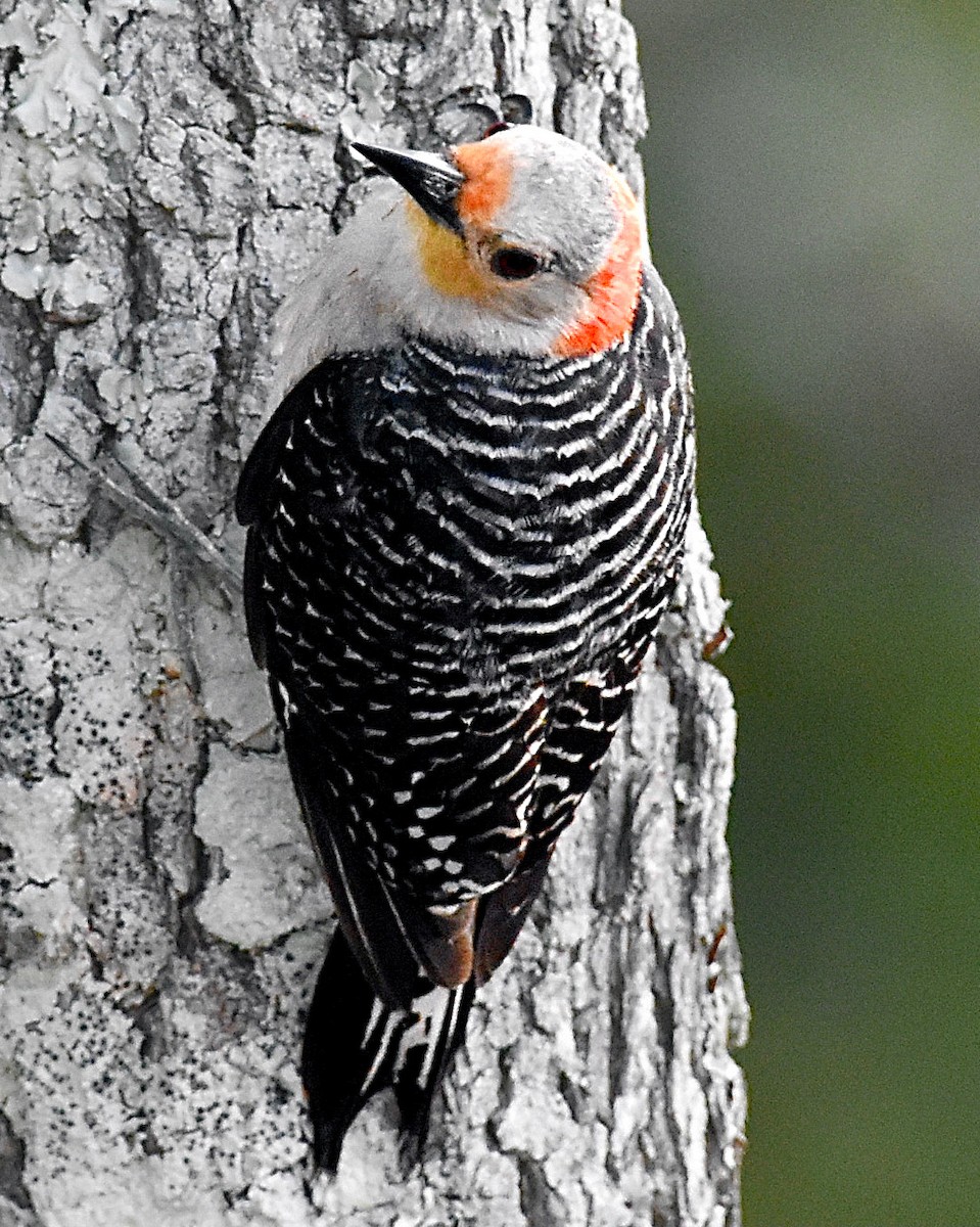 Red-bellied Woodpecker - ML620350042
