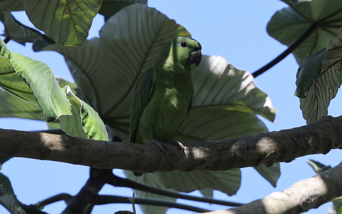 Short-tailed Parrot - ML620350059