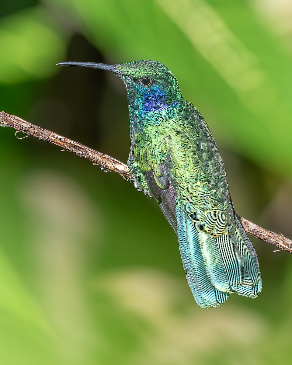 kolibřík modrouchý - ML620350061