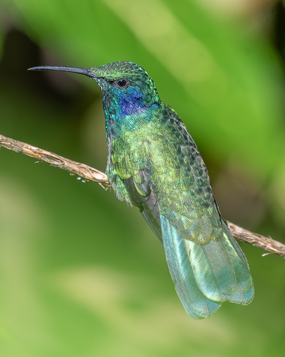 kolibřík modrouchý - ML620350062