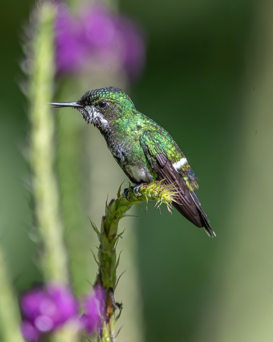 Rabudito Verde - ML620350075