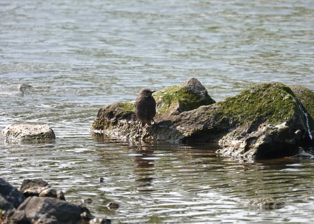 European Starling - ML620350078