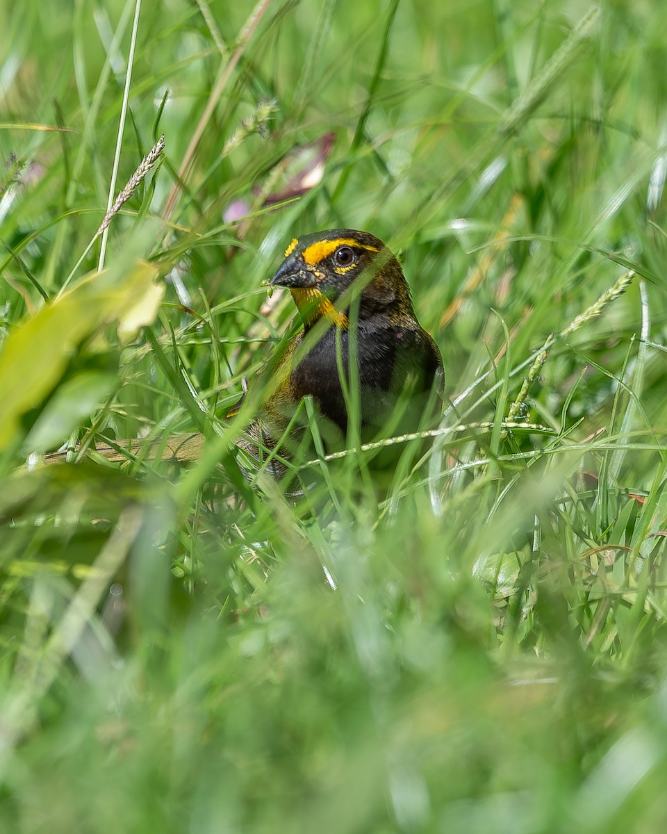 Yellow-faced Grassquit - ML620350093