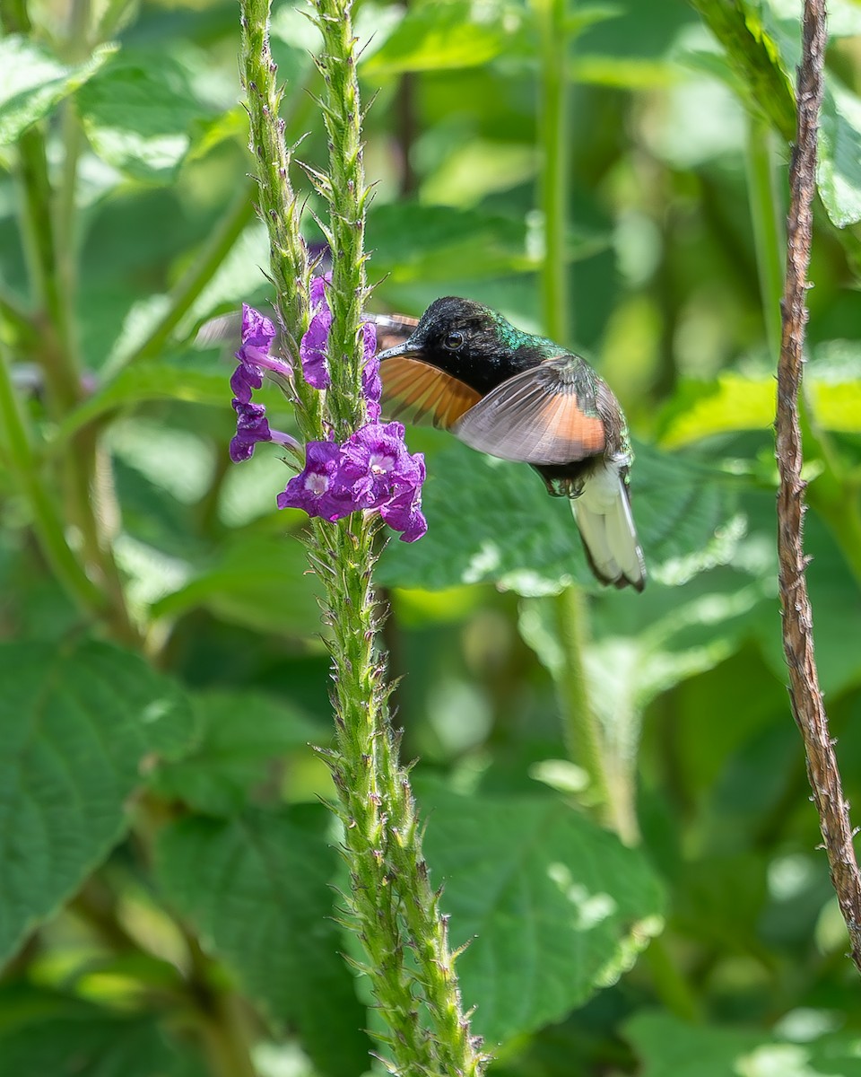 Schwarzbauchkolibri - ML620350104