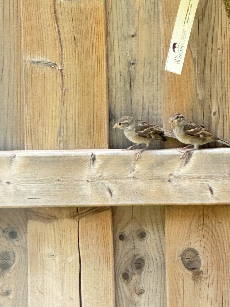 House Sparrow - ML620350111