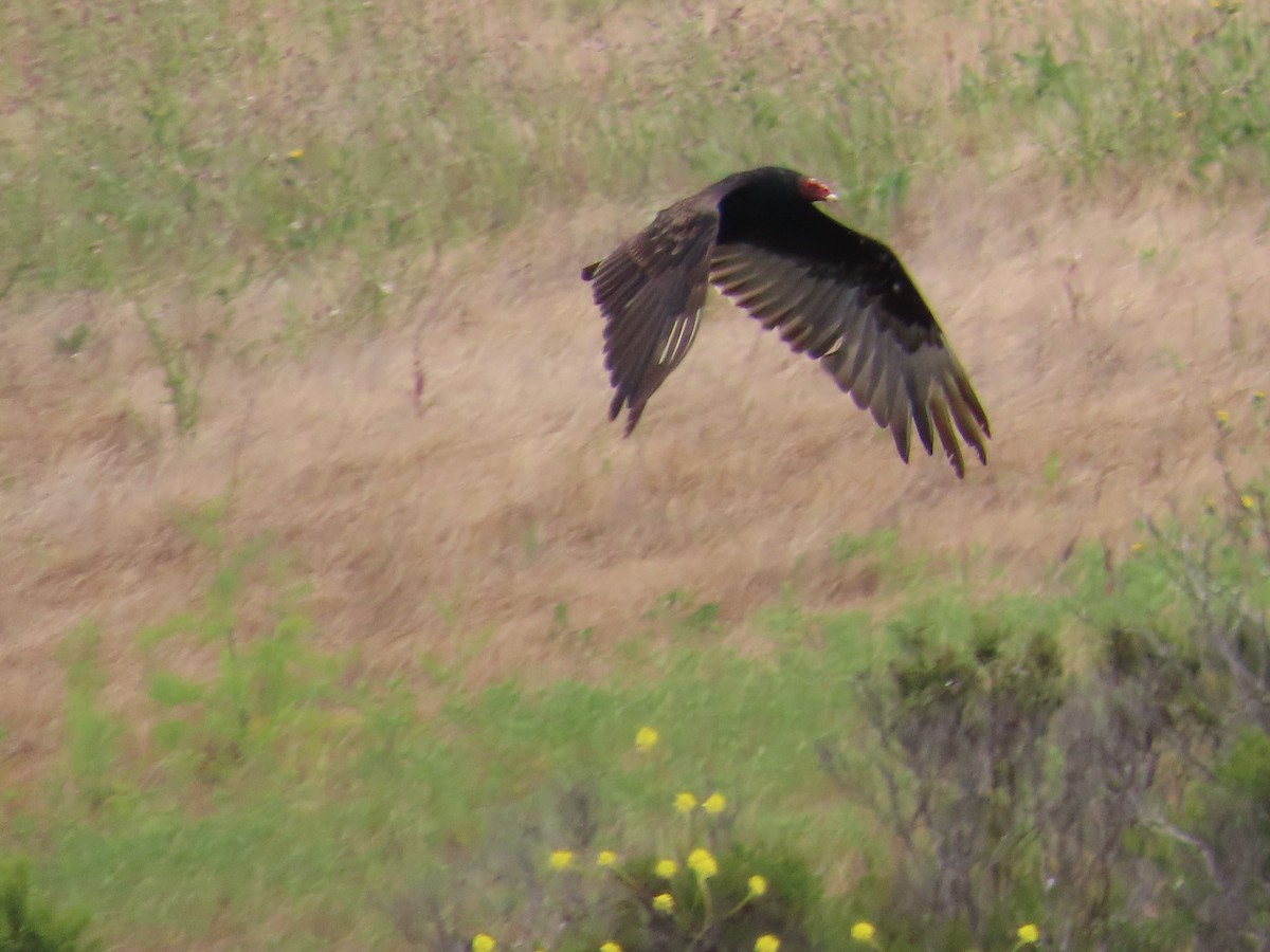 Turkey Vulture - ML620350114