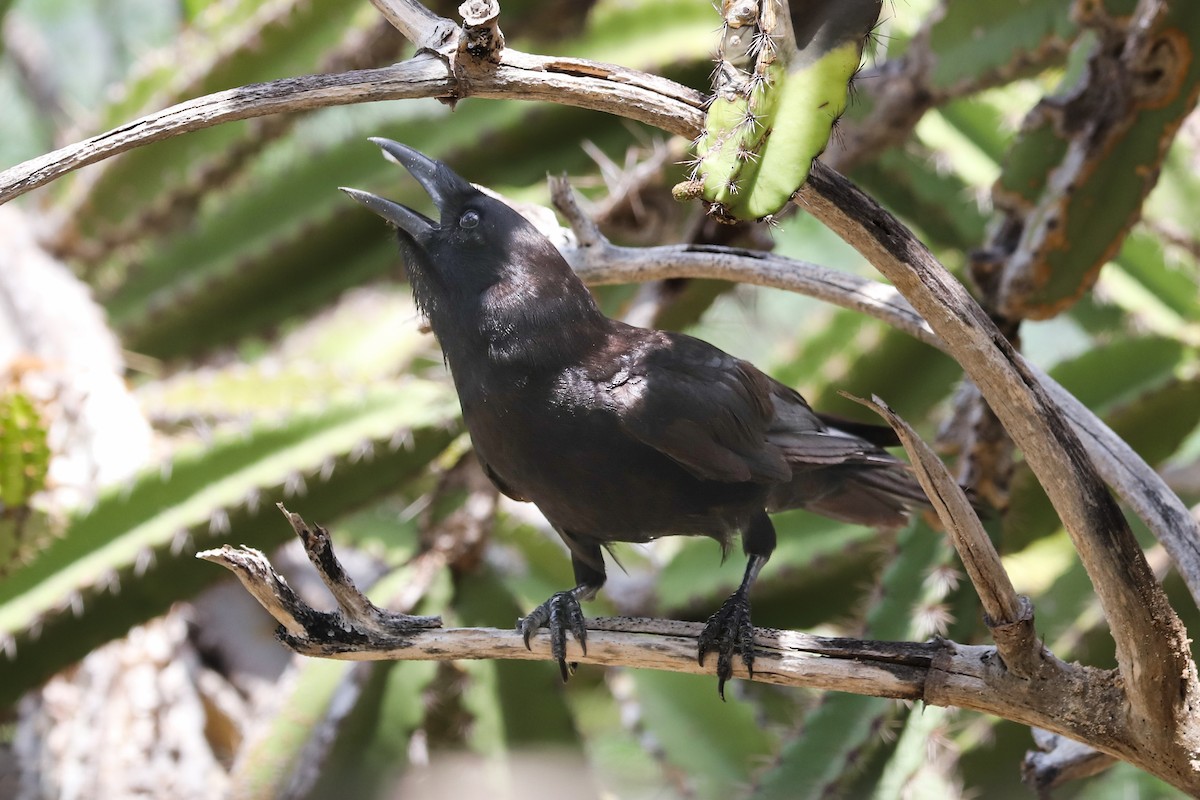 Hispaniolan Palm-Crow - ML620350128