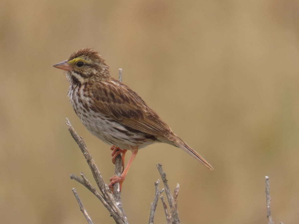 Savannah Sparrow - ML620350129