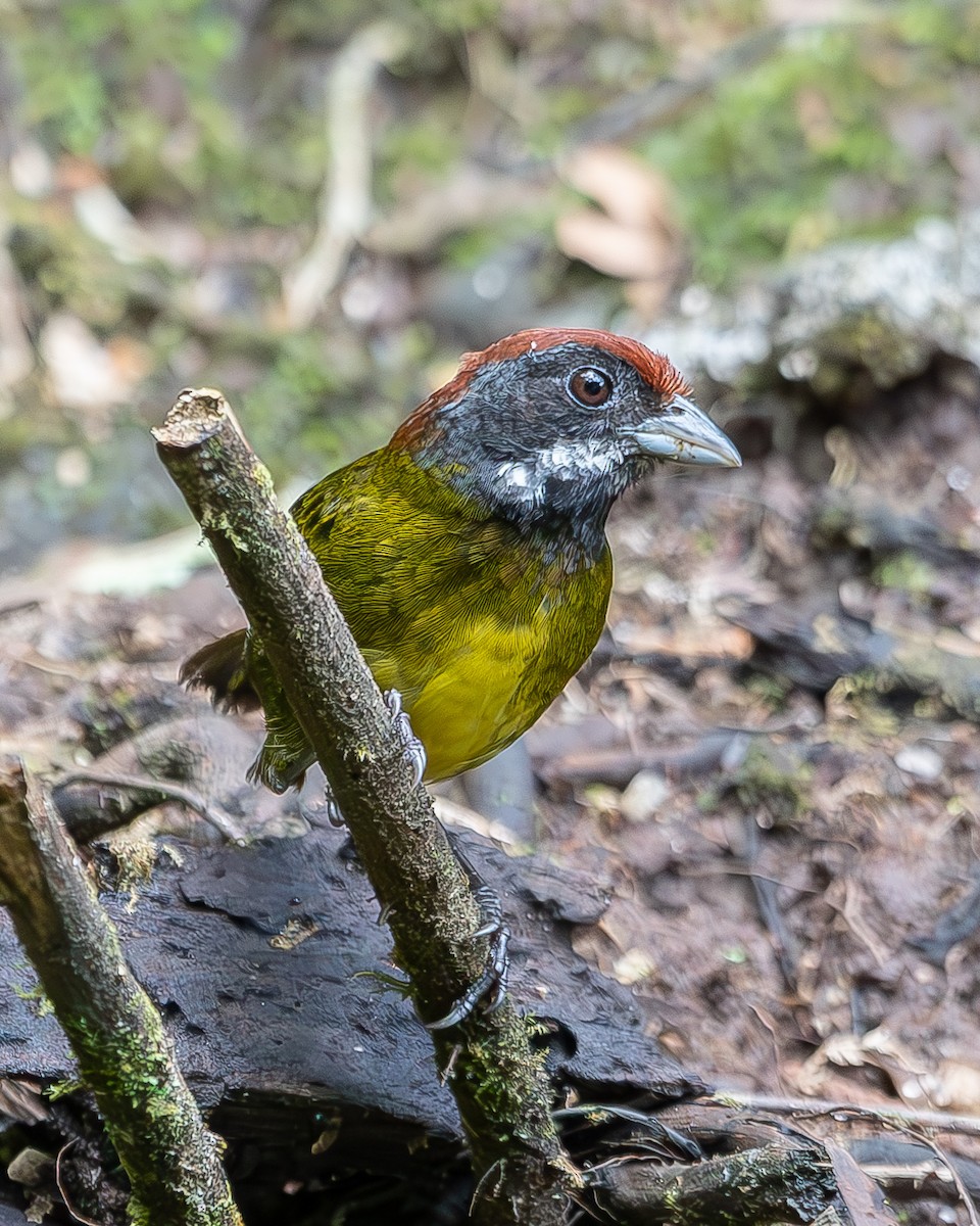 Sooty-faced Finch - ML620350131