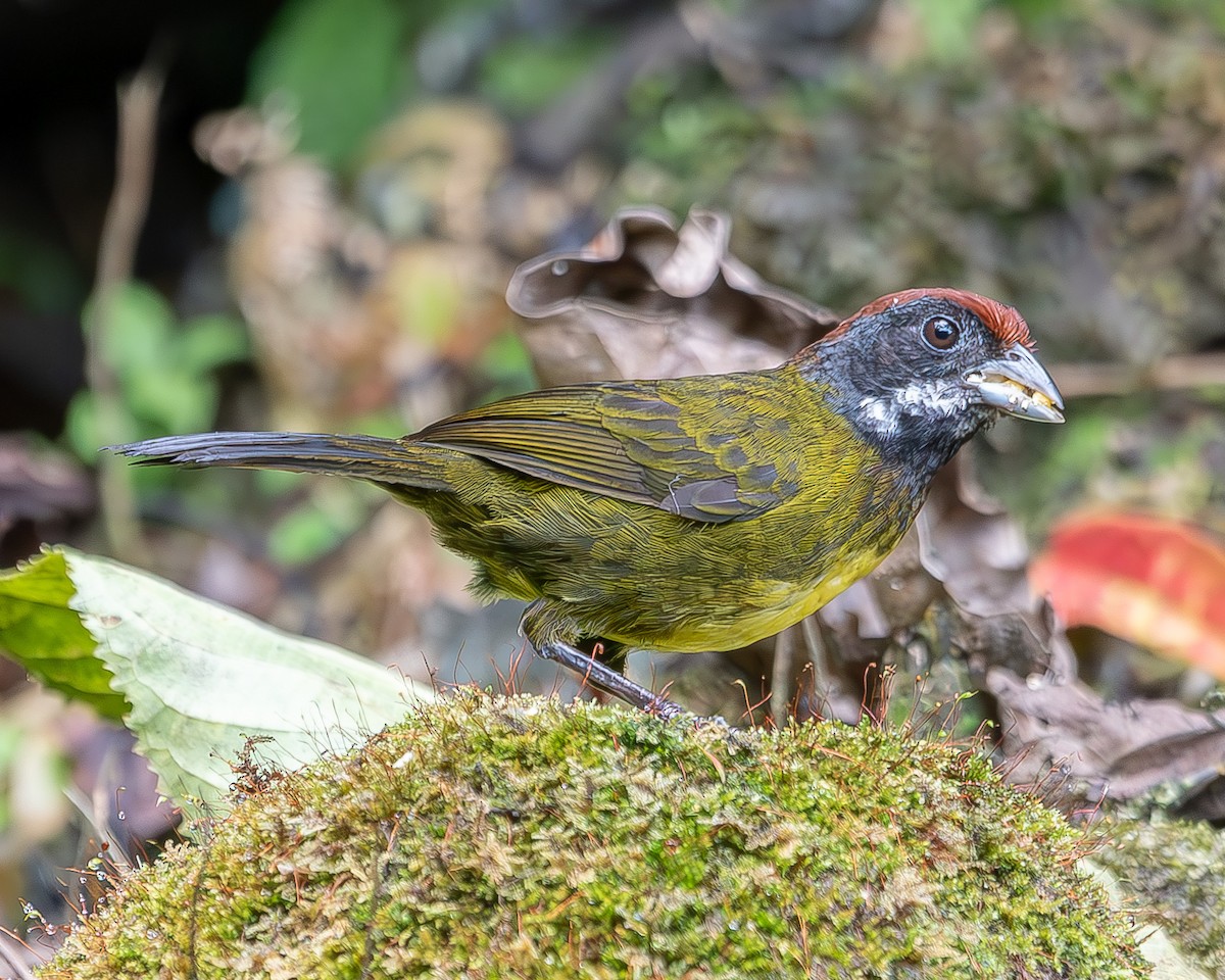 Sooty-faced Finch - ML620350132