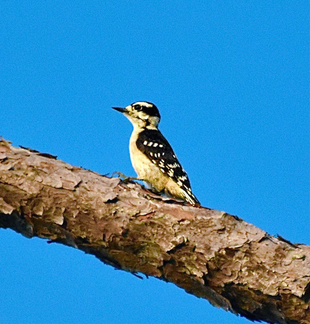 Downy Woodpecker - ML620350134