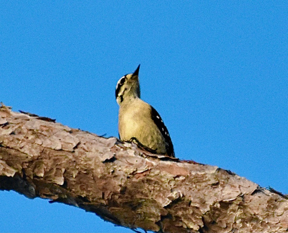 Downy Woodpecker - ML620350135
