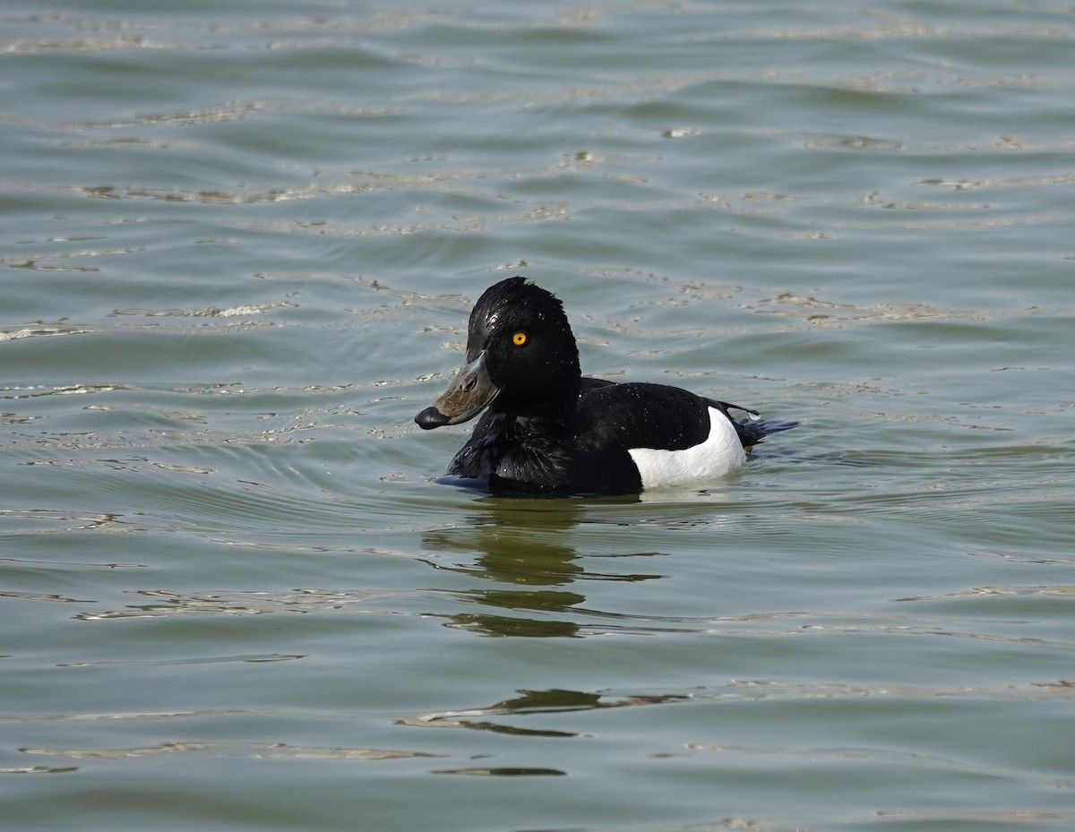 Tufted Duck - ML620350140