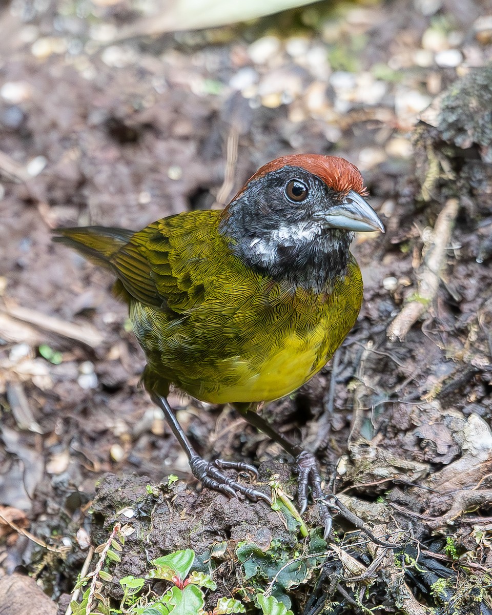 Sooty-faced Finch - ML620350142