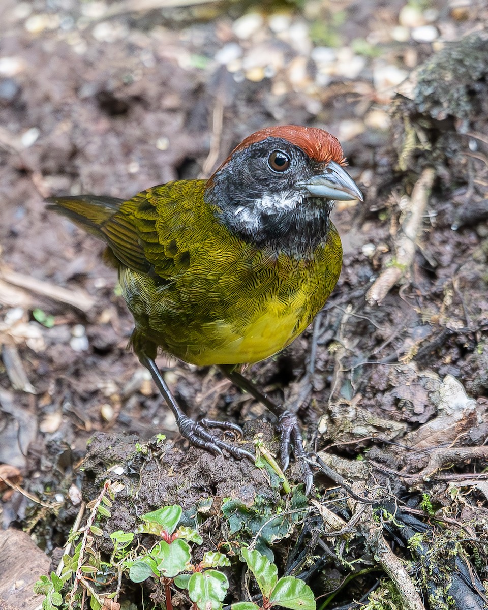 Sooty-faced Finch - ML620350143