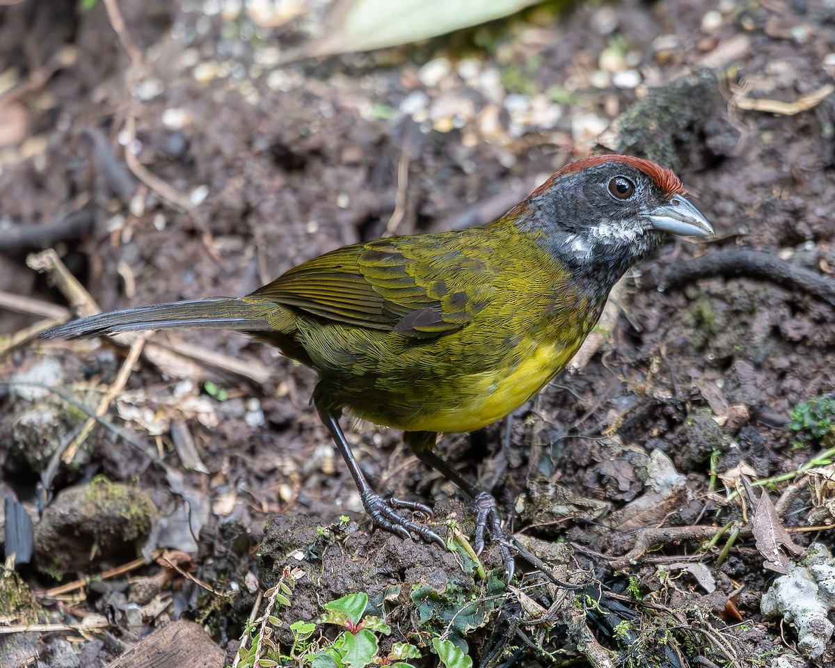 Sooty-faced Finch - ML620350144