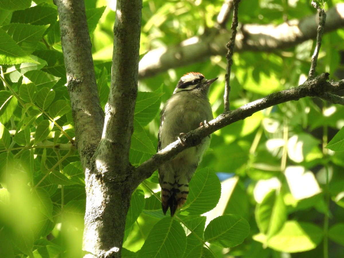 Downy Woodpecker - ML620350154