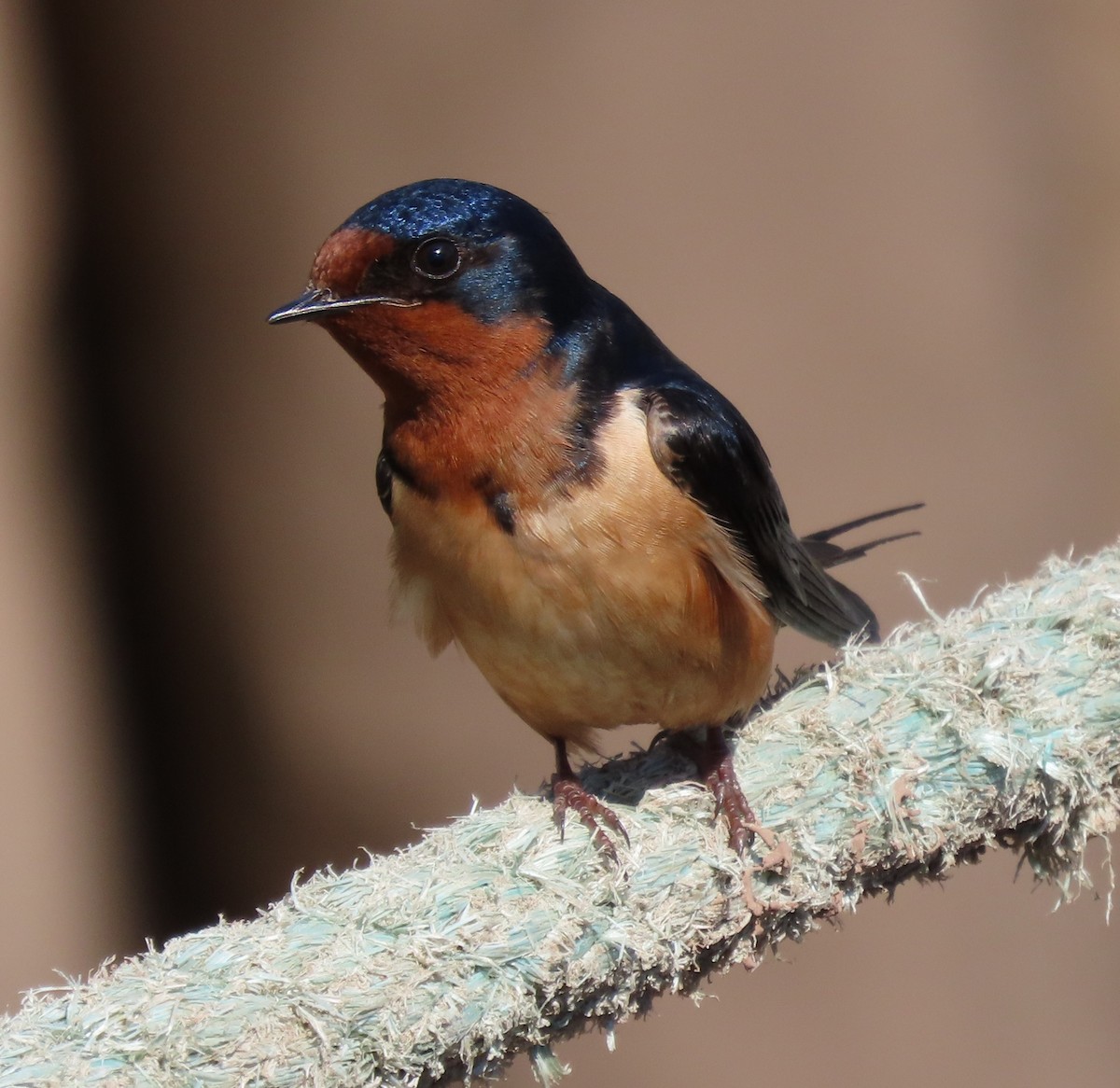 Golondrina Común - ML620350157