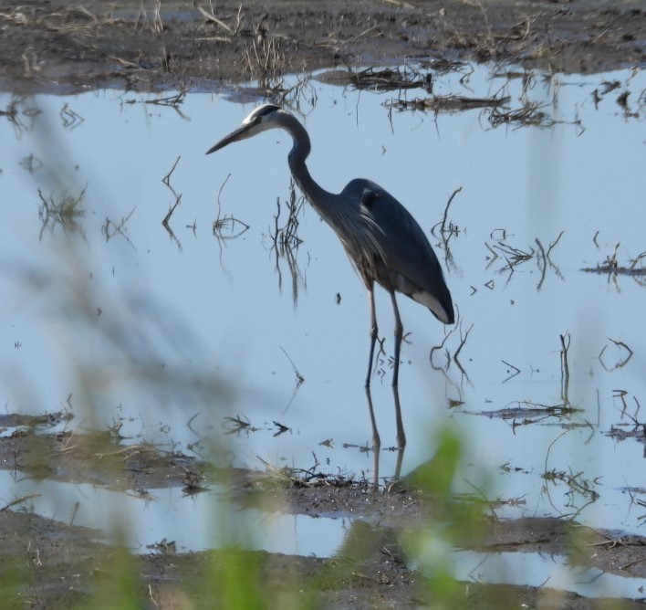 Great Blue Heron - ML620350164