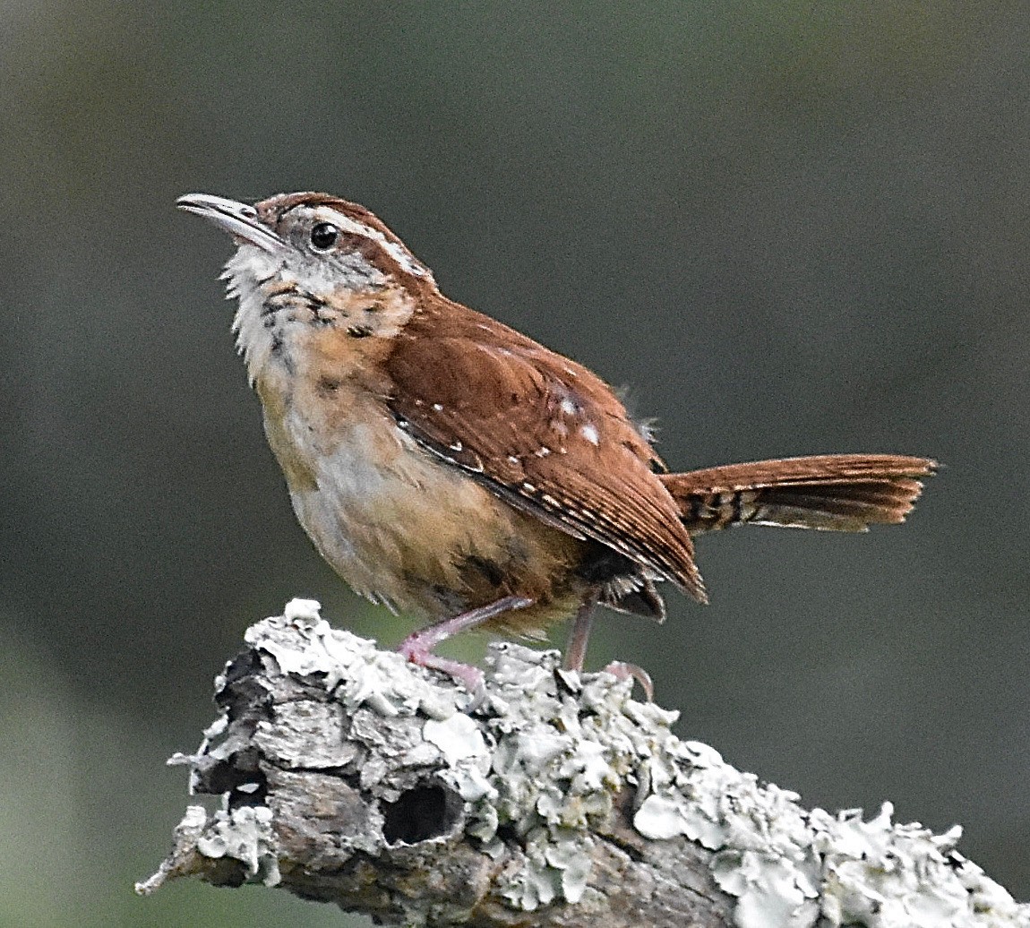 Carolina Wren - ML620350196