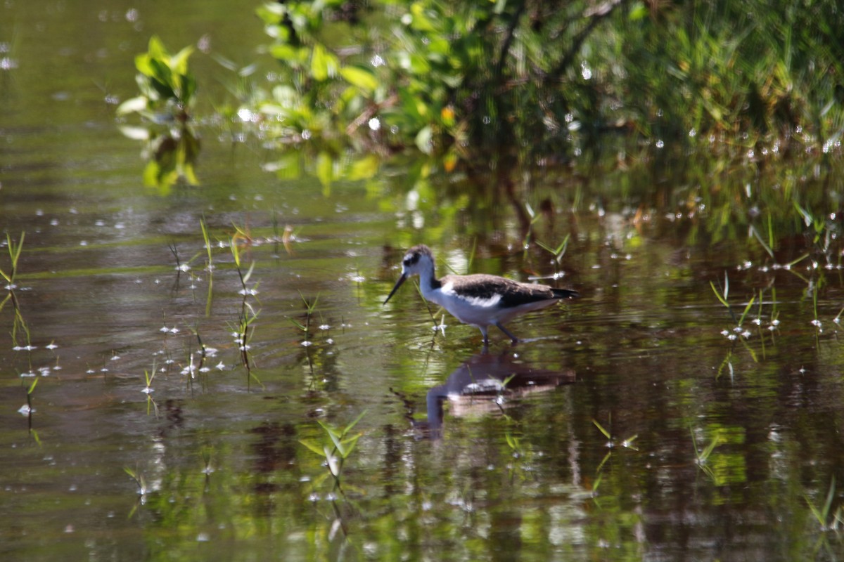 Black-necked Stilt - ML620350204