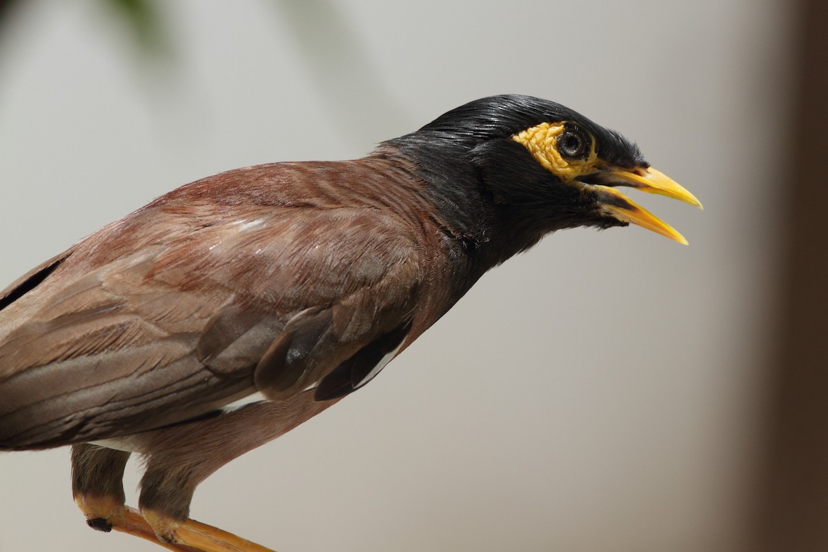 Common Myna - ML620350222