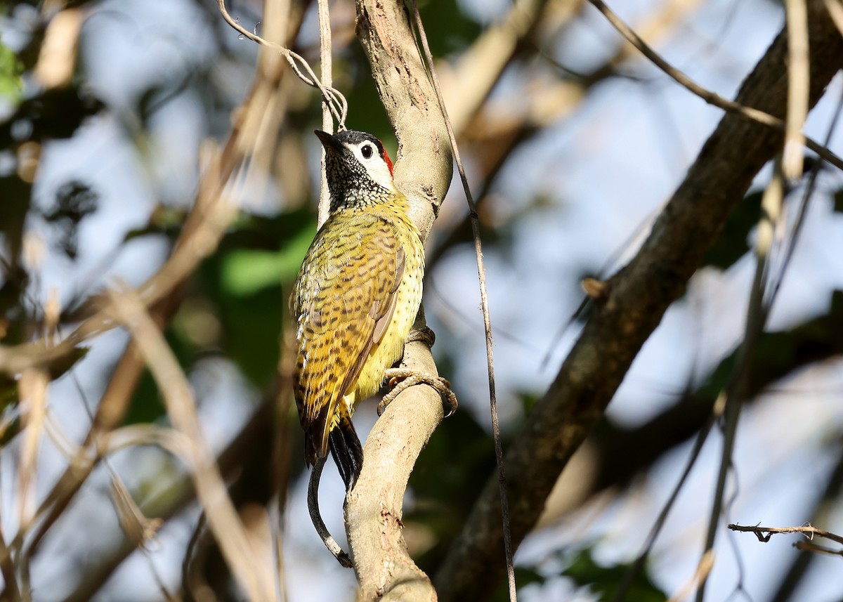 Spot-breasted Woodpecker - ML620350224