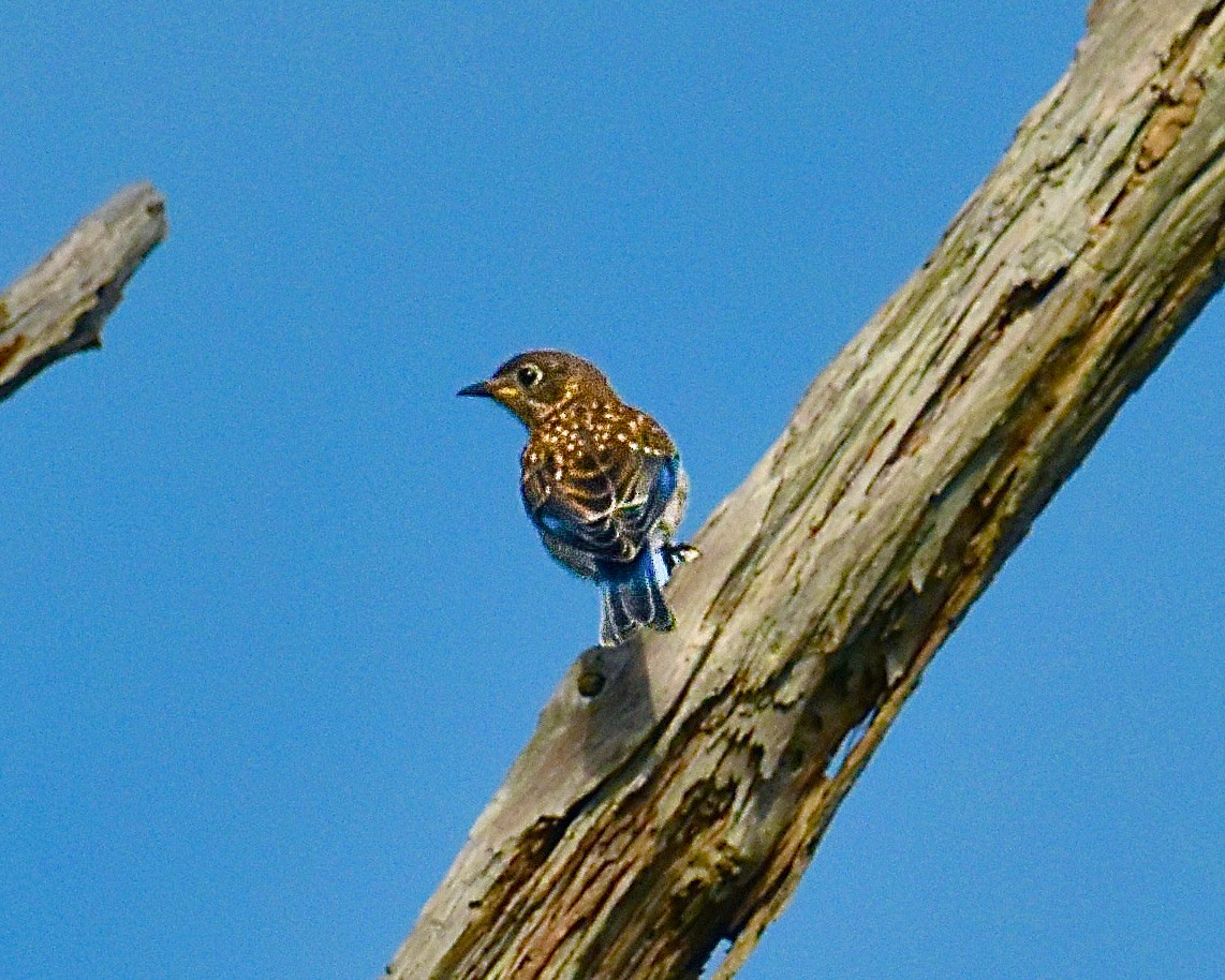 Eastern Bluebird - ML620350225