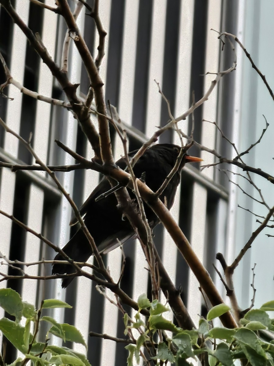 Eurasian Blackbird - ML620350231
