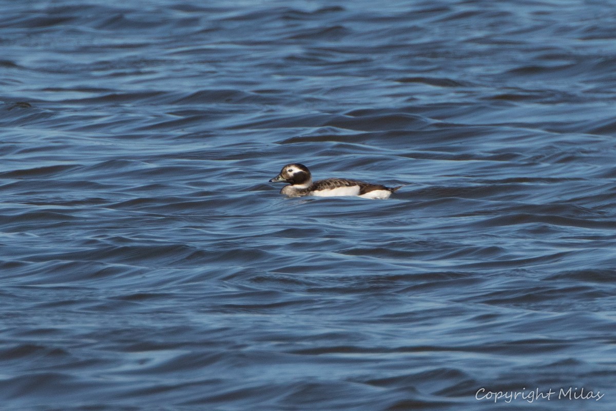 Long-tailed Duck - ML620350247