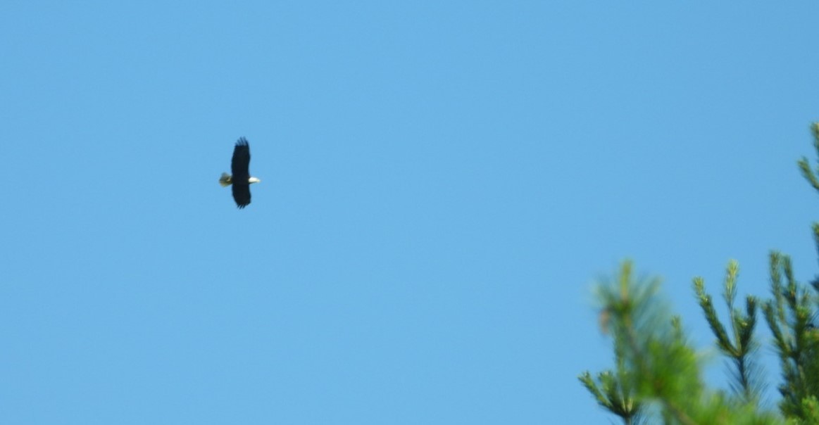 Bald Eagle - ML620350249