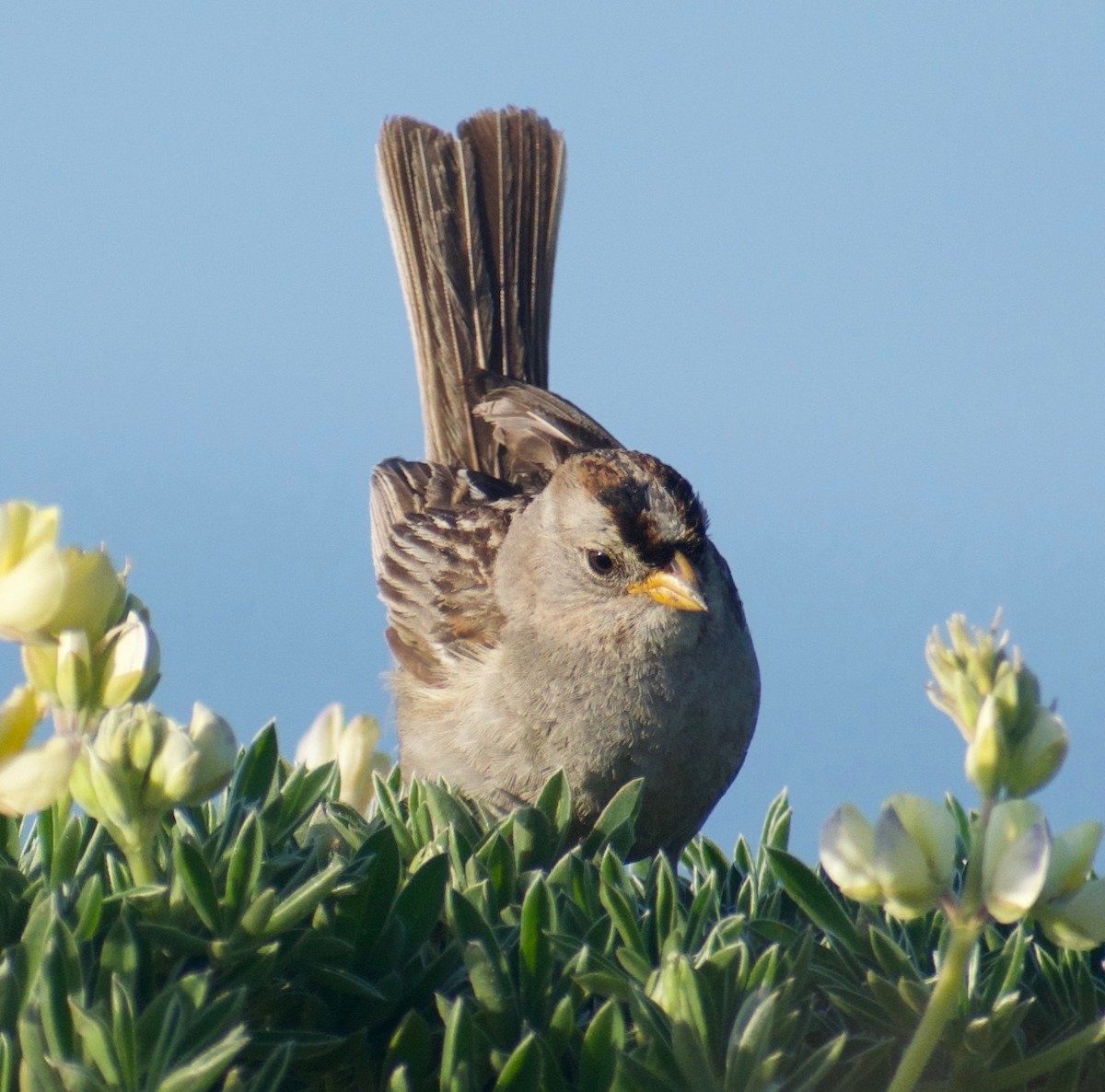 White-crowned Sparrow - ML620350251