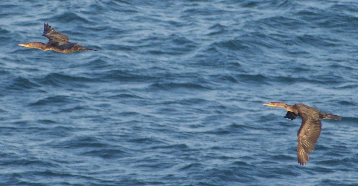 Double-crested Cormorant - ML620350258