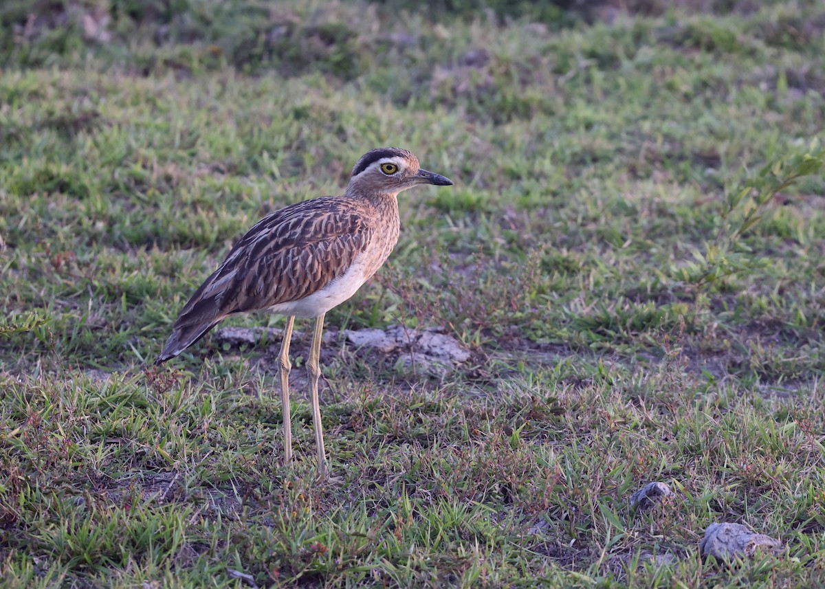 Double-striped Thick-knee - ML620350260