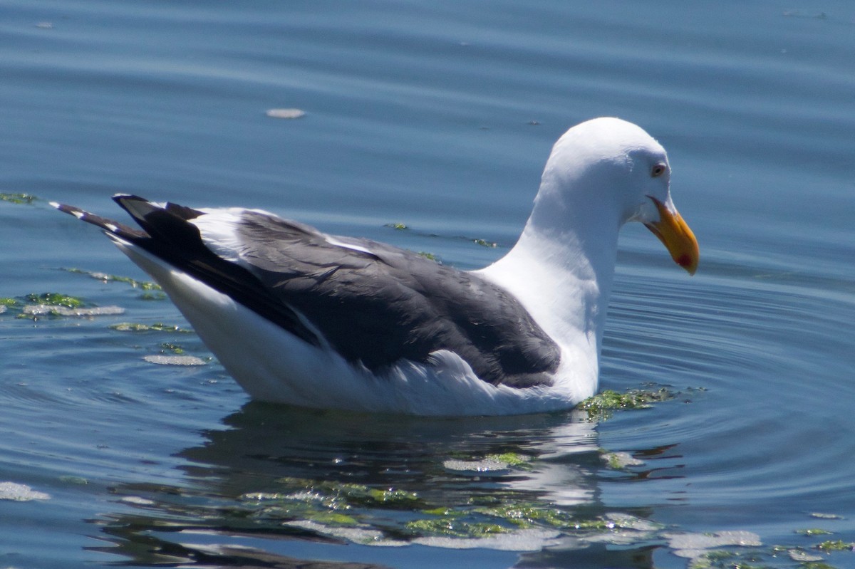 Western Gull - ML620350262