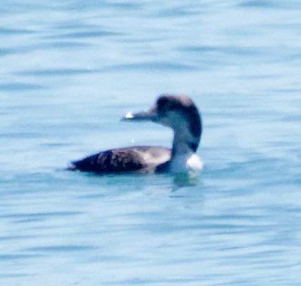 Common Loon - ML620350265