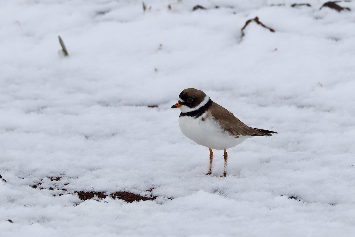 Semipalmated Plover - ML620350269