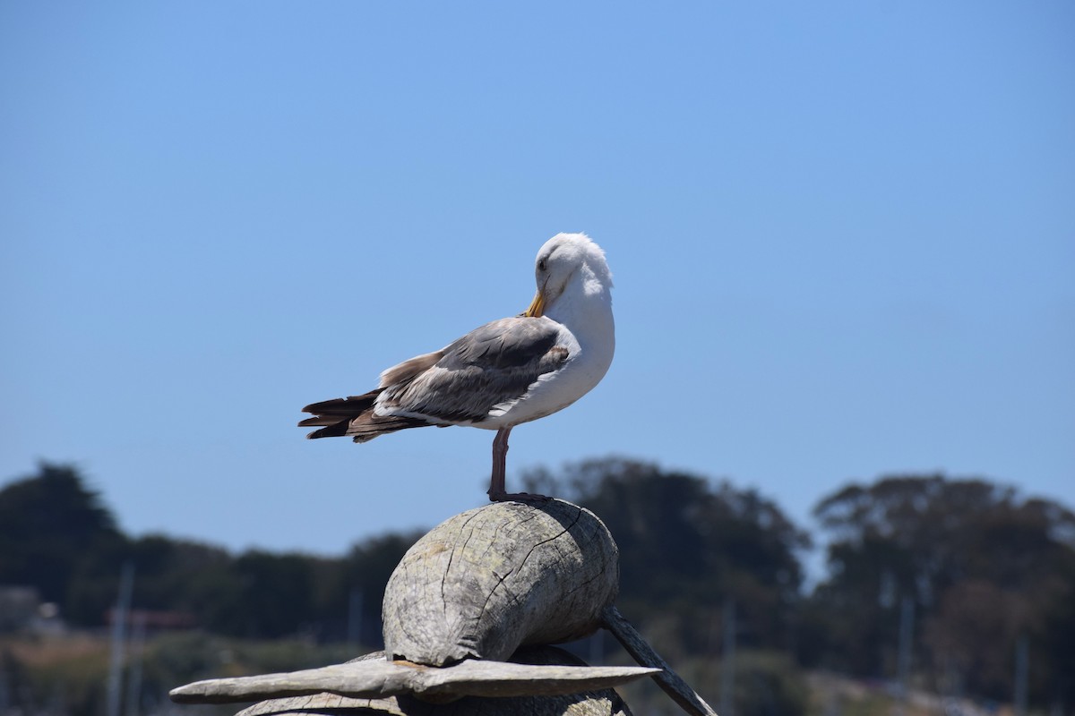 Gaviota Occidental - ML620350272