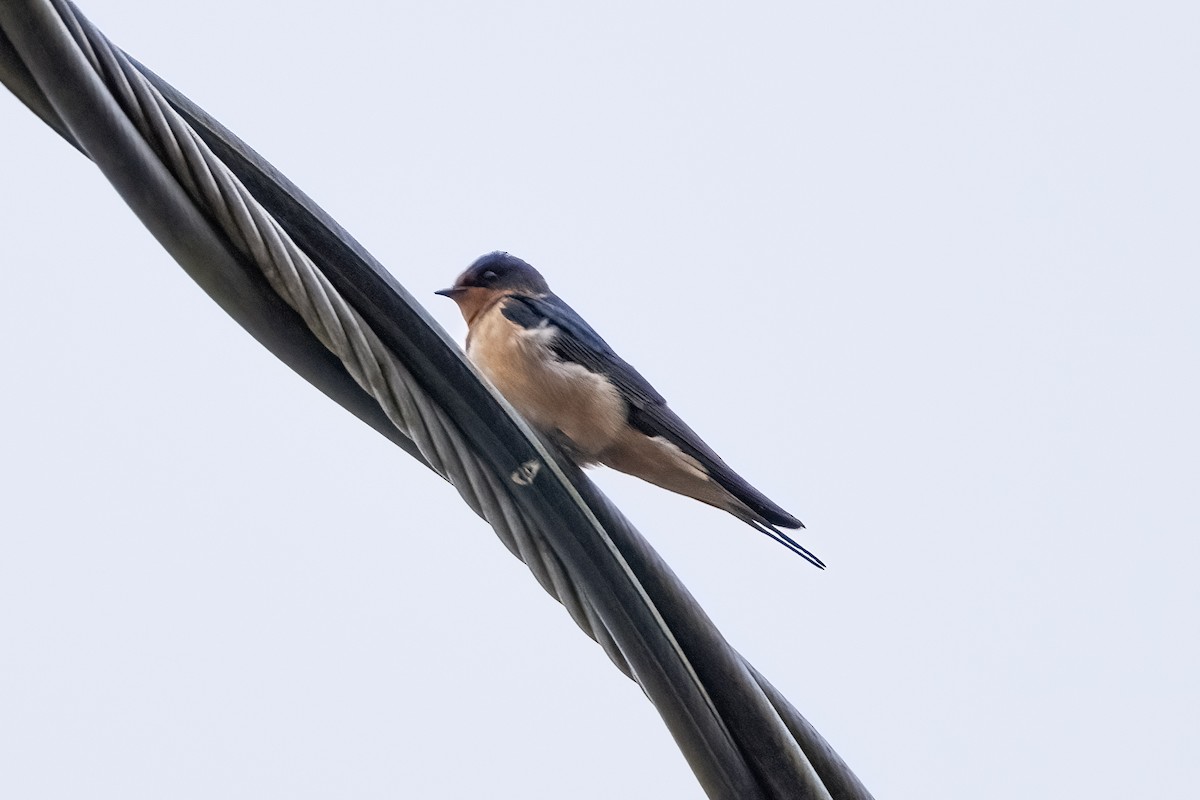 Barn Swallow - ML620350300