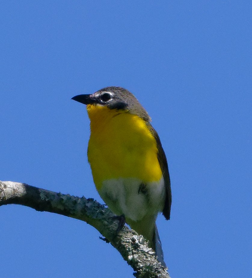 Yellow-breasted Chat - ML620350308