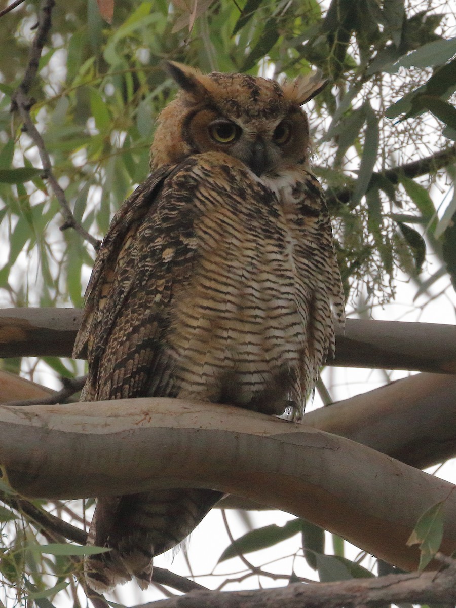 Great Horned Owl - ML620350312