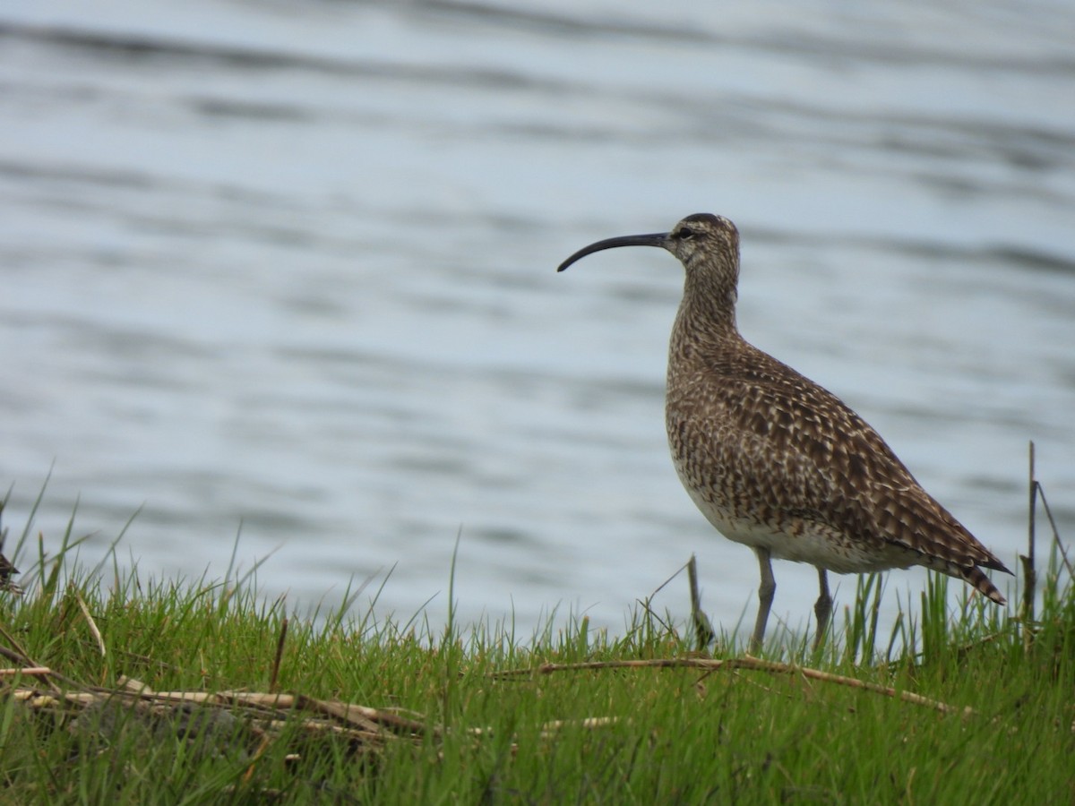 Whimbrel - ML620350323