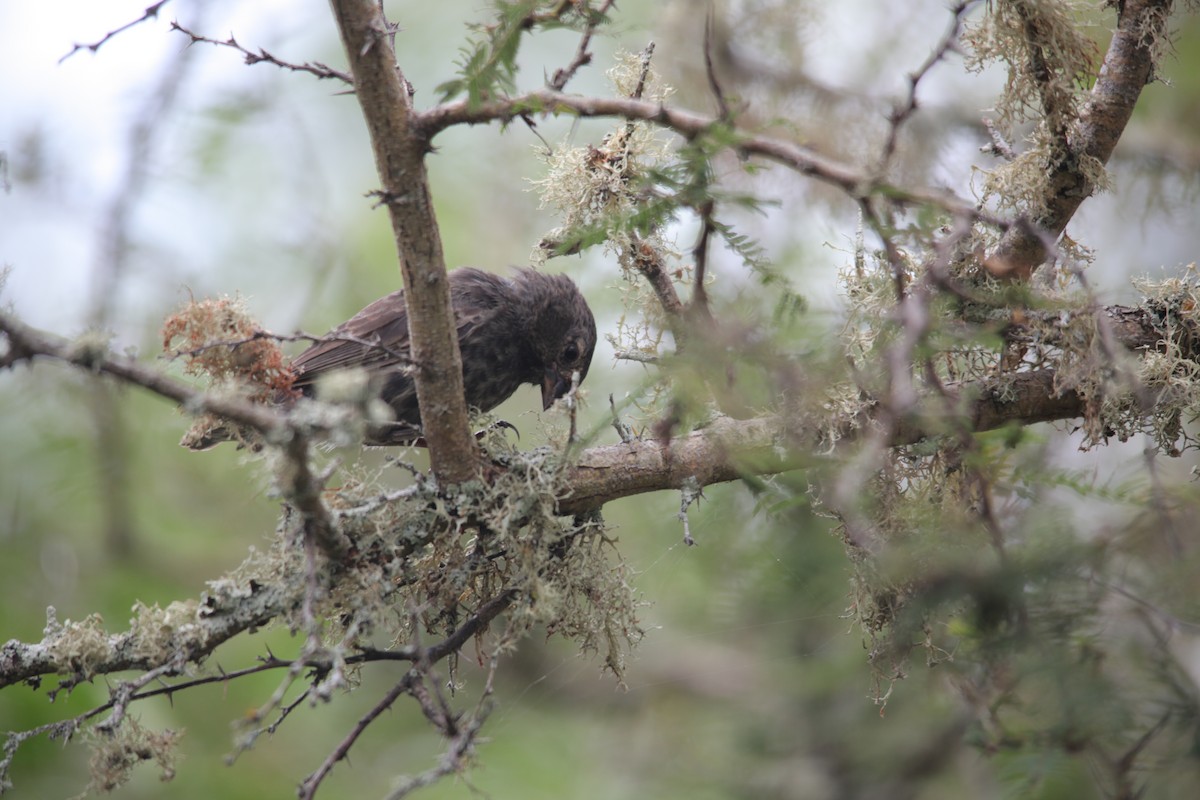 Small Ground-Finch - ML620350324