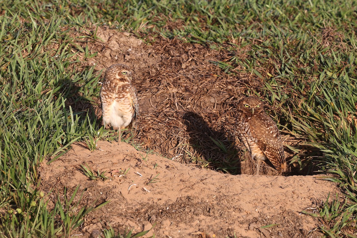 Burrowing Owl - ML620350332