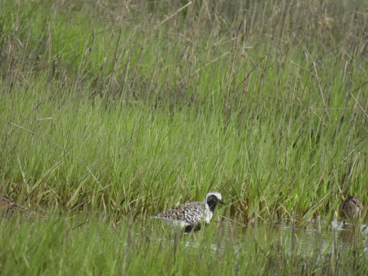 Black-bellied Plover - ML620350335