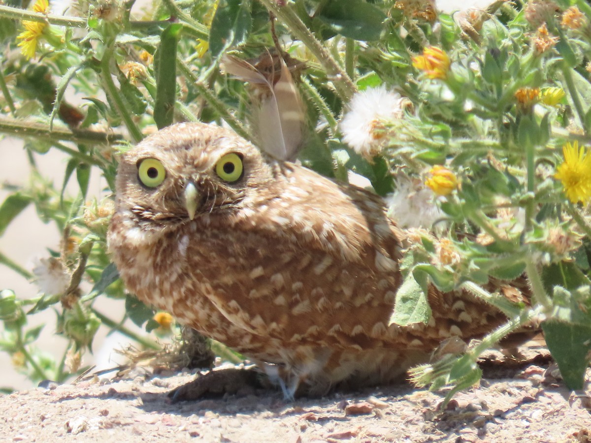 Burrowing Owl - ML620350341