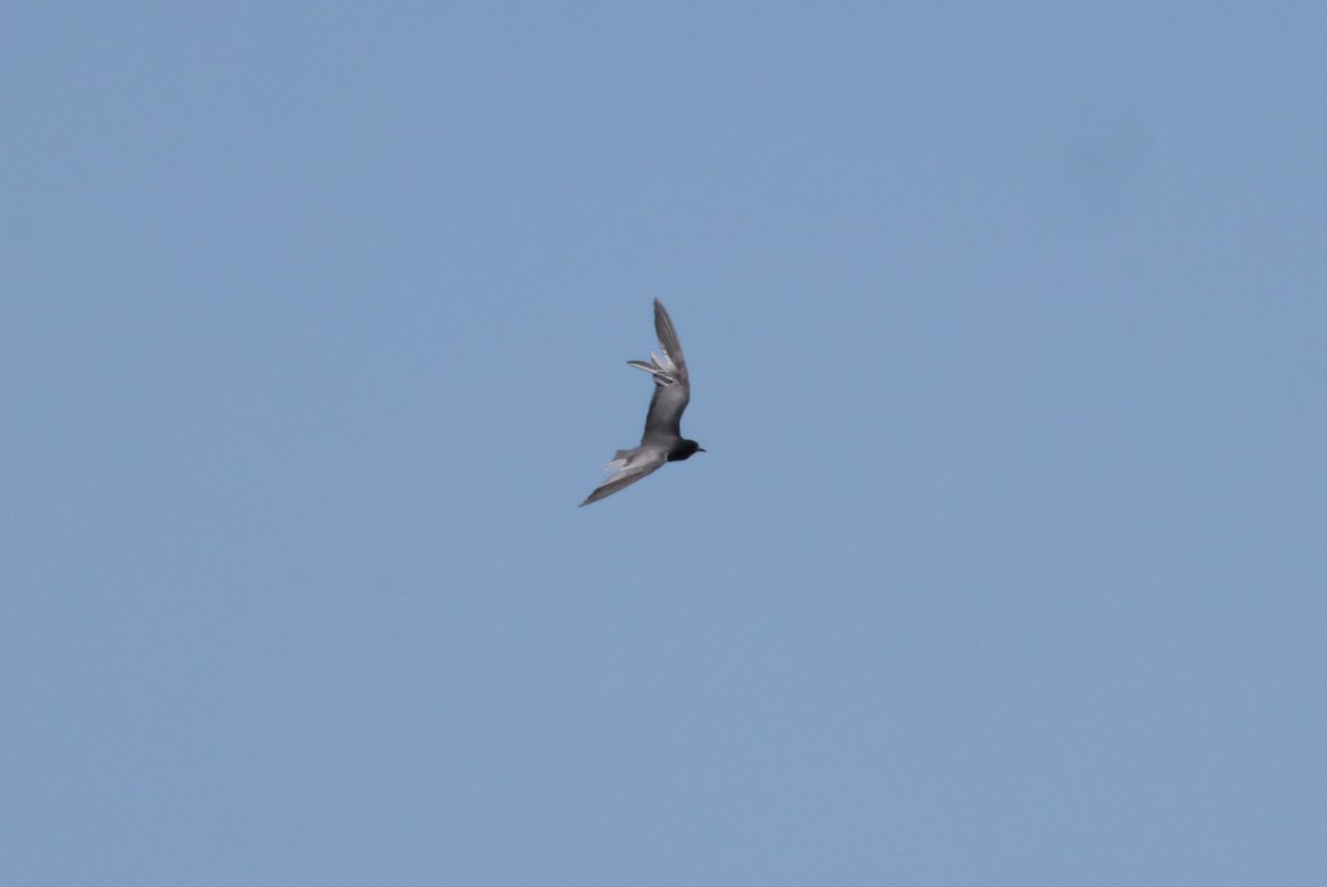 Black Tern - ML620350343