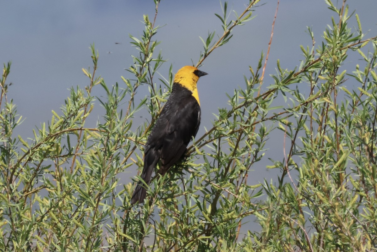 Yellow-headed Blackbird - ML620350354