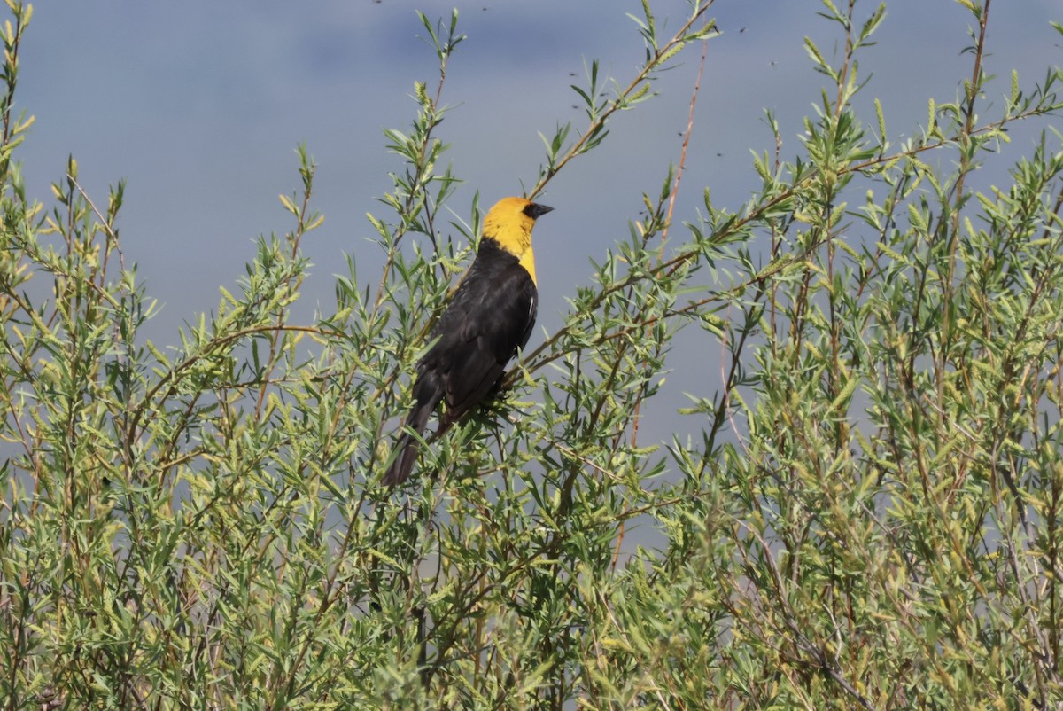 Yellow-headed Blackbird - ML620350355